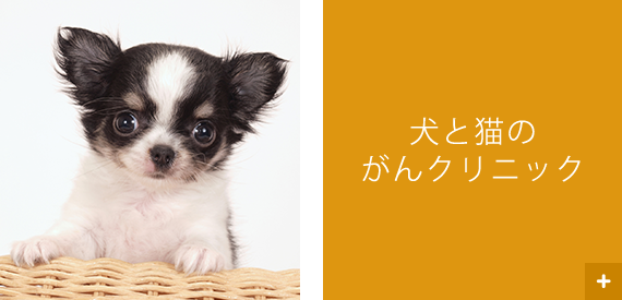 犬と猫のがんクリニック