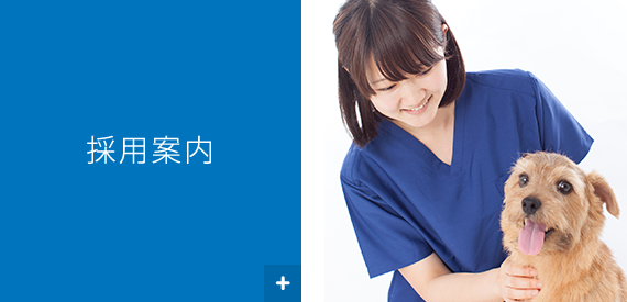 採用案内