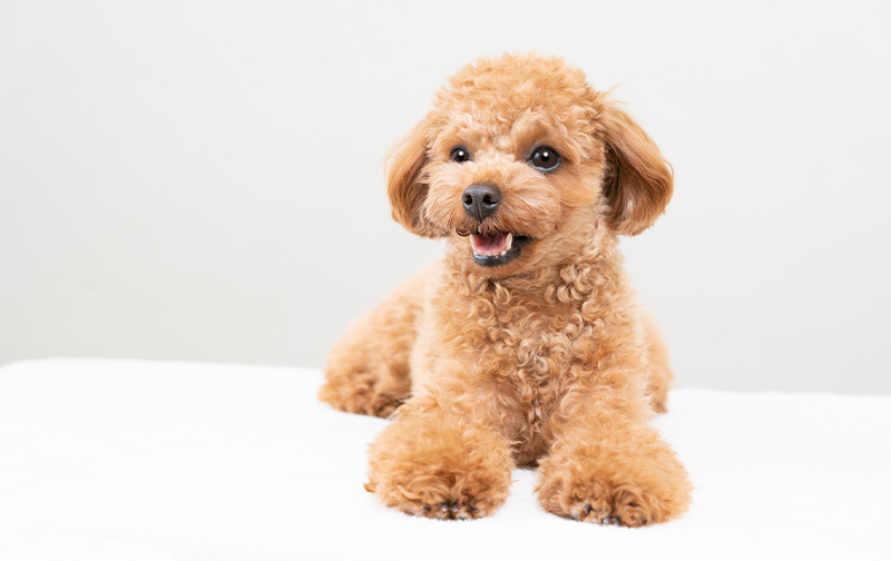 犬と猫のがんクリニック　Cancer